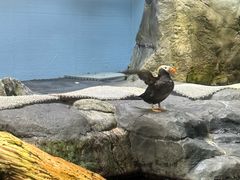 -大阪海游馆