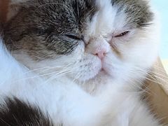 -喵园·猫主题咖啡厅·撸猫·猫咖(国贸店)