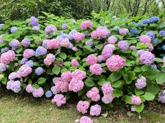 -上海滨江森林公园