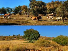 -塞罕坝国家级自然保护区