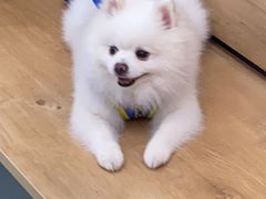 -瑞鹏宠物医院·宠保定点·心脏科·内科(御桥分院)