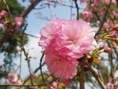 -天适樱花悠乐园