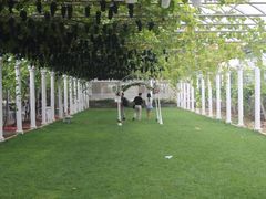 -白鹿原葡萄主题公园