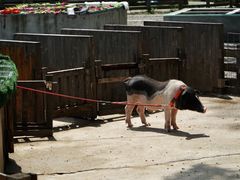 -前小桔亲子创意农场·草莓采摘·露营烧烤