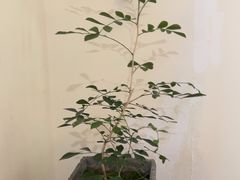 -小茶闲舍·观景商务茶馆(广州塔店)