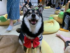 -逗柴咖啡屋·狗咖猫咖宠物桌游
