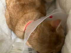 -瑞派·关忠动物医院·猫专科·犬专科(三环新城店)