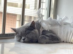 -芭比堂动物医院广州顽皮分院