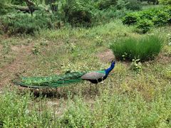 -北京麋鹿生态实验中心