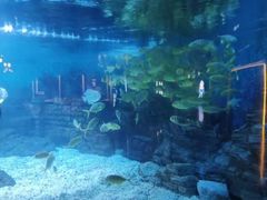 -烟台海昌鲸鲨海洋公园