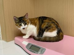 -谐和贝康宠物医院24小时·宠保定点(急重症转诊中心)
