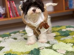 -帕帕拉兹宠物(亚洲旗舰店)