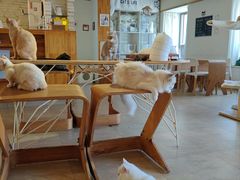 -猫咖时代(中山亭店)