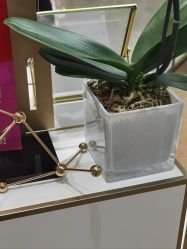 -奥伦纳素Erno Laszlo