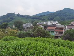 -龙井村