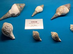 -青岛贝壳博物馆