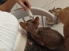 -猫爷宠物生活馆·撸猫馆