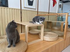 -Catmate·猫肥家润(金润铂宫店)