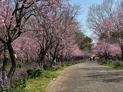 -上海海湾国家森林公园