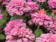 -三兄弟高炉烧饼