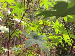 -广州神农草堂中医药博物馆