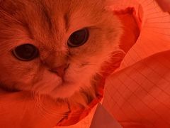 -中农国际动物医院24小时·猫科·骨科·急重症中心
