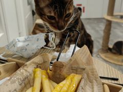-楼上猫咖(罗湖店)