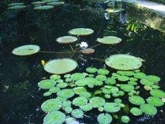 -槟城植物园
