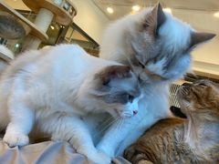 -有喵·猫咖·狗咖·30几只猫10只小狗(岗厦店)