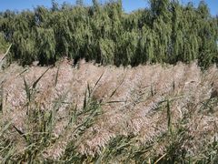-西青郊野公园
