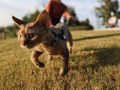 -山宅一喵德文卷毛猫舍