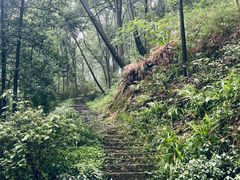 -南山植物园