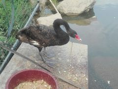 -清境桃源