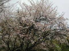 -水前寺成趣园
