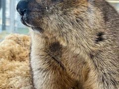 -怪兽屋·羊驼·猫咖·狗咖(俊华广场店)