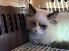 -瑞派宠物医院·犬猫全科·猫友好(宾水西道店)