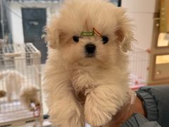 -翊宠yipet猫狗购宠庄园犬舍•猫舍