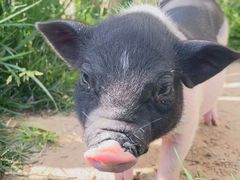 -趣玩宠物乐园寄养训犬训狗游泳池