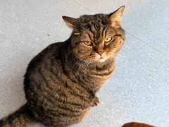 -伟伟宠物医院·瑞派猫友好医院·猫科(光谷店)