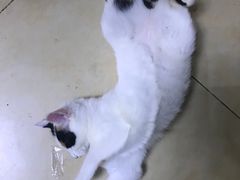-贝利宠物医院·骨科·眼科·肿瘤转诊中心(南坪诊疗中心)