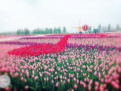 -荷兰花海