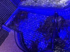 -青蓬蒸汽海鲜·深圳老字号·团建聚会(壹方城店)