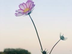 -明中都皇故城及皇陵石刻