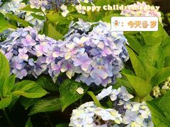 -鼓岭旅游度假区