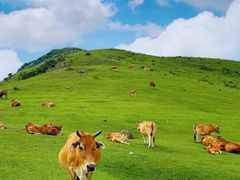 -大姆山草场