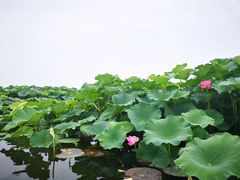 -荷塘月色湿地公园·向阳花洲