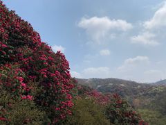 -贵州百里杜鹃风景名胜区