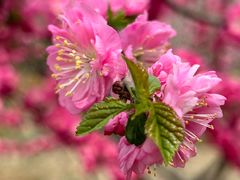 -永定河休闲森林公园