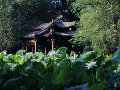 -莲湖公园