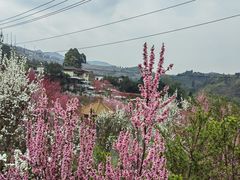 -正宗火盆自助烧烤·烤全羊·柴火鸡(龙泉山店)